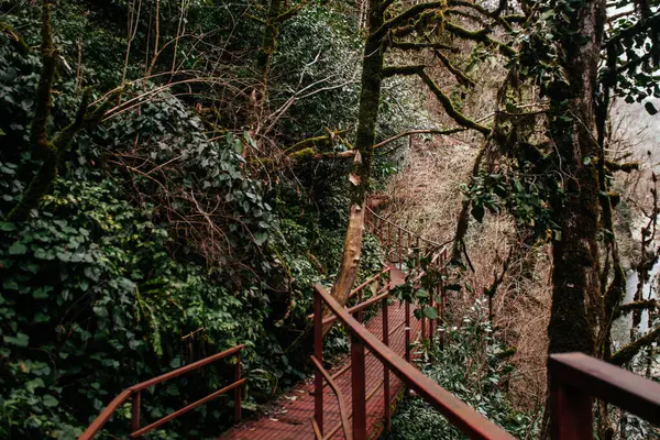 雨林中的高山生态小径 — 图库照片
