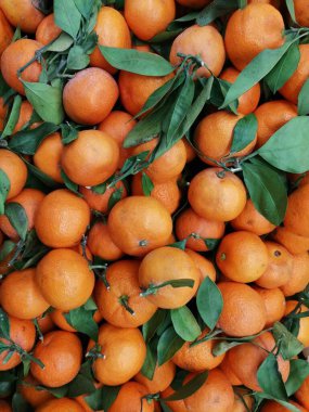 olgun taze mandalina, mandalina ve arkaplan dalları ile portakal. Portakal renkli mandalina resmi. Yeşil dallı mandallar tam boy fotoğraf, metin için boşluk