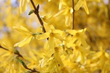 Sarı arka planda sarı bahar çiçekleri. Bahar başları: tomurcuklu dallar. gün ışığında çiçekler