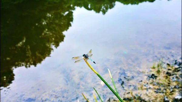 Libellule Sur Plante Côté Plan Eau — Photo