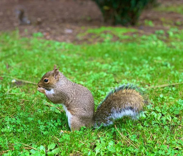 Eekhoorn Eet Een Noot Rechtenvrije Stockfoto's