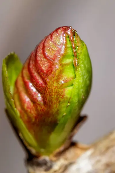 stock image Bud of a plant