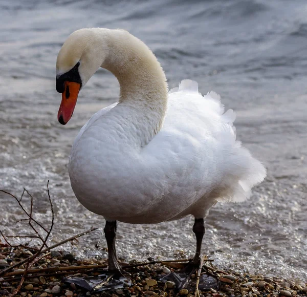 Cisnes en la orilla. — Foto de Stock