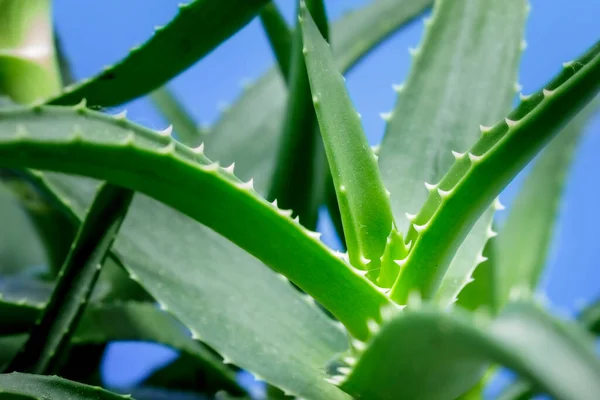 Eine Aloe Arborescens — Stockfoto