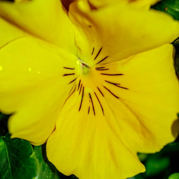 A yellow Viola — Stock Photo, Image