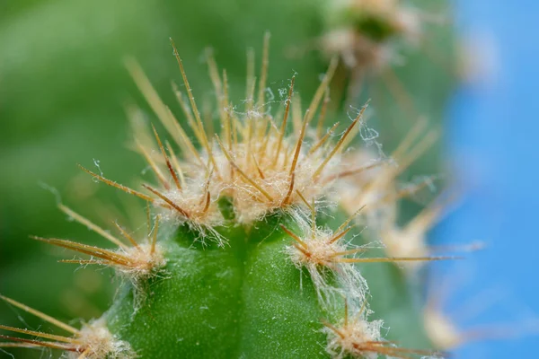 Macro of cactus — Stock Photo, Image