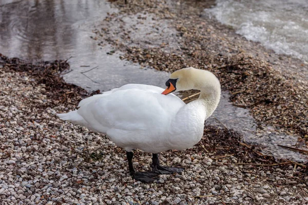 Sahilde kuğular. — Stok fotoğraf