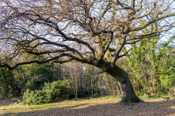 Arbres nus en hiver. — Photo