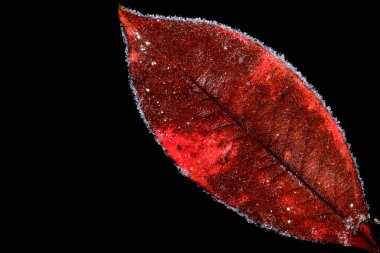 Buzla kaplı sonbahar yaprağı