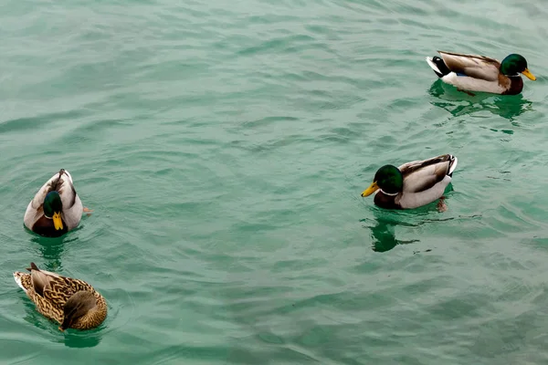 Lago Garda Patos selvagens. — Fotografia de Stock