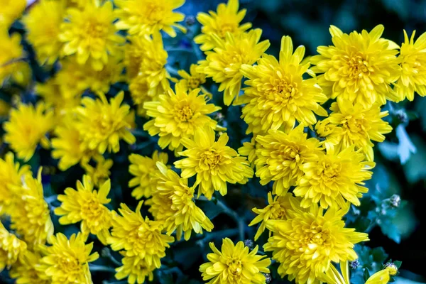 Ett gult krysantemum. — Stockfoto