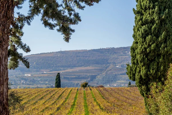 A Valpolicella bor tipikus szőlőültetvénye. — Stock Fotó