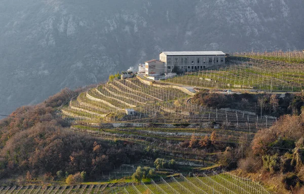 San Rocco, İtalya - 02: 13 2021: Tipik Valpolicella üzüm bağı.