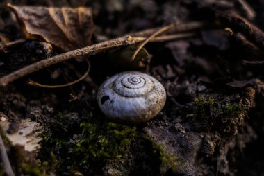 Küçük dallar ve yapraklarla çevrili bir ormanda salyangoz kabuğu.