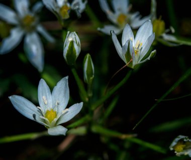 Bir makro beyaz çiçek.