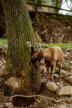 Yemek arayan bir keçi.
