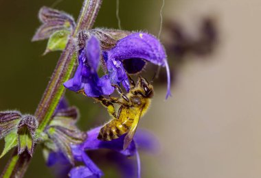 Bir böceğin makro 'su
