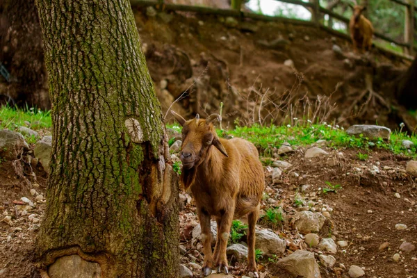 A goat looking for food — Stock Photo, Image