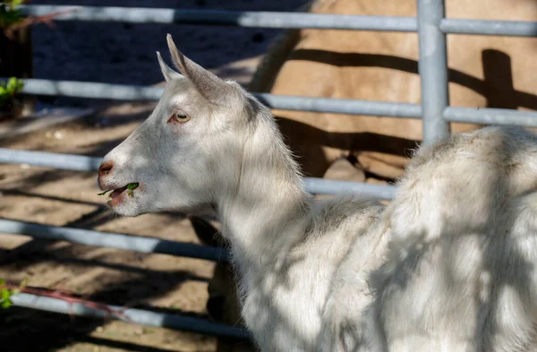 Une jeune chèvre blanche — Photo