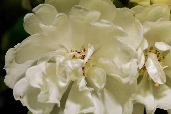 白花のマクロ — ストック写真