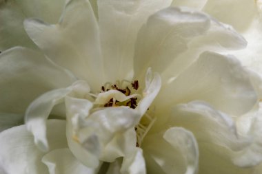 Beyaz çiçeklerin makrosu