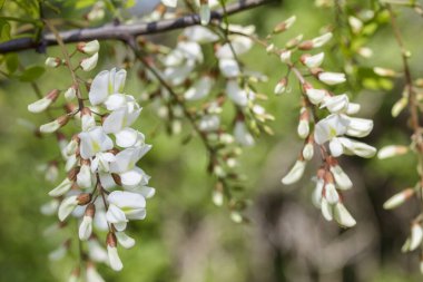 Beyaz siyah çekirge çiçekleri.