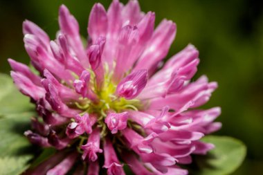 Küçük mor çiçekler