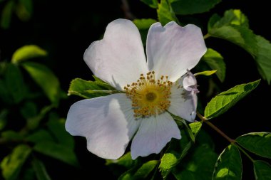 Beyaz çiçeklerin makrosu