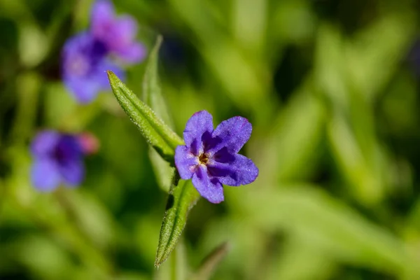 Pequeñas flores moradas —  Fotos de Stock