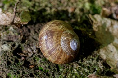 Doğal ortamında bir salyangoz