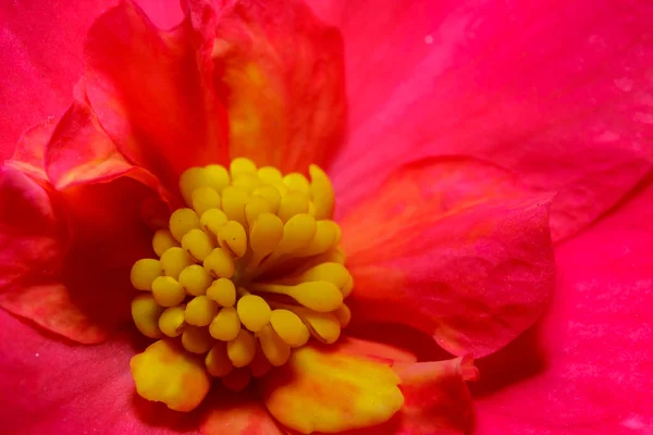 Ett makro av en begonia blomma — Stockfoto