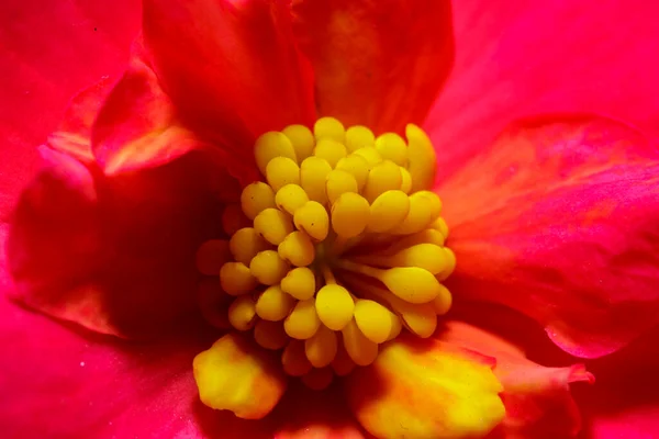 A macro of a begonia flower — Stock Photo, Image