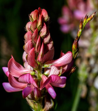 Spontane onobrychis viciifolia