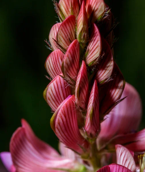 Onobrychis viciifolia espontânea — Fotografia de Stock