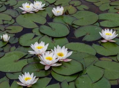 Çiçekli nilüferler