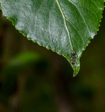 Bir karıncanın makro 'su