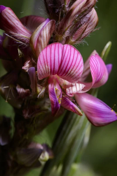 Onobrychis viciifolia espontânea — Fotografia de Stock