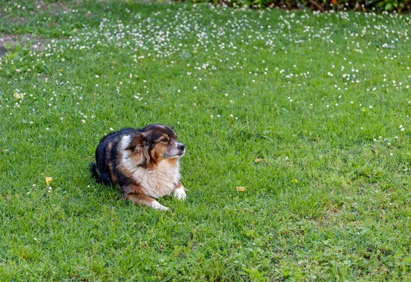 Um cão pequeno — Fotografia de Stock