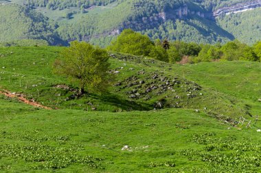 Tipik bir dağ manzarası