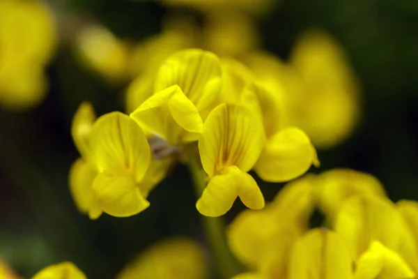 Flor de montanha amarela — Fotografia de Stock