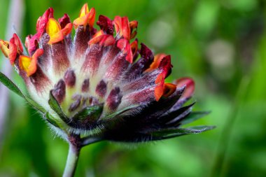 Sık görülen böbrek vetch