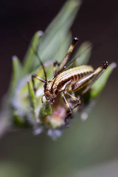 Yersinella Raymondi 'nin Macro' su