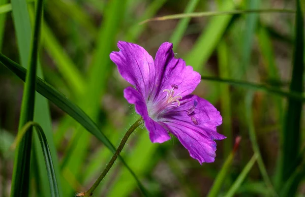 Macro of a spontaneous purple geranium — Stock Photo, Image