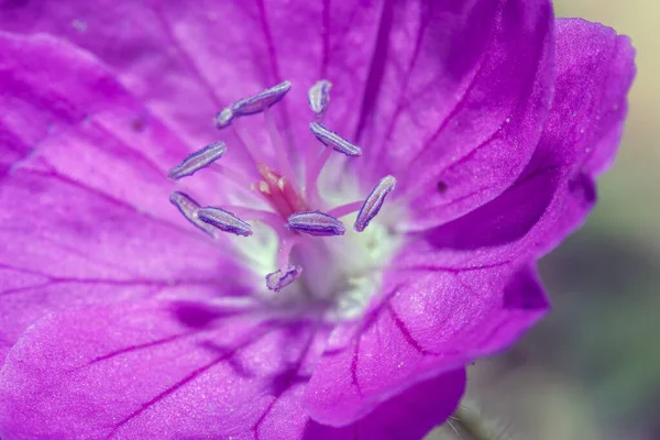 Makro av en spontan lila pelargon — Stockfoto