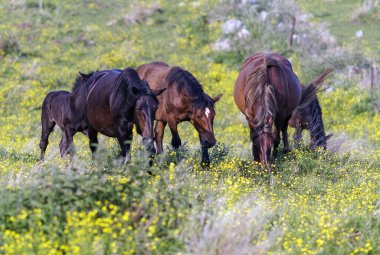Çayırda dörtnala koşan atlar