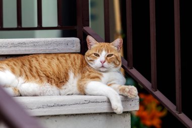 Altın renkli bir kedi.