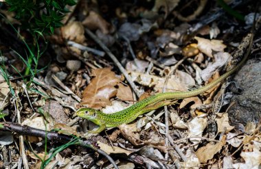 Hala yeşil bir kertenkele.