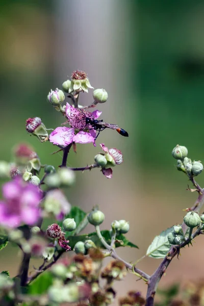 Eine Ammophila sabulosa — Stockfoto