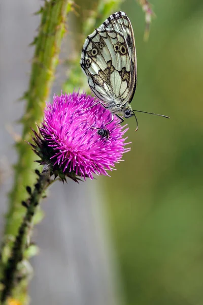 Bir Melanargia galaksisi