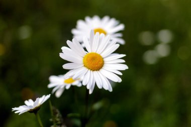 Bir grup spontane papatya.